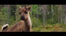 Trailer film Aïlo: Une odyssée en Laponie