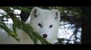 Trailer film Kina et Yuk, renards de la banquise