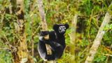 Trailer film - Island of Lemurs: Madagascar