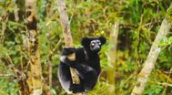 Trailer Island of Lemurs: Madagascar