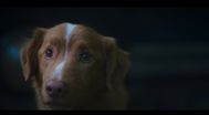 Trailer Good Boy
