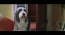 Trailer film The Shaggy Dog