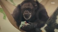 Trailer Chimp Crazy