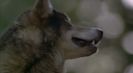 Trailer film White Fang 2: Myth of the White Wolf