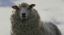 Trailer film Black Sheep