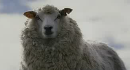 Trailer Black Sheep
