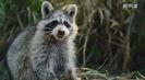 Trailer film Nightmares of Nature