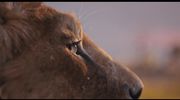 Film - Mufasa: The Lion King