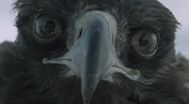 Trailer Die Stimme des Adlers