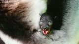 Trailer film - Island of Lemurs: Madagascar