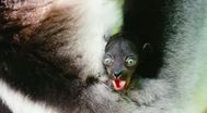 Trailer Island of Lemurs: Madagascar