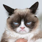 Grumpy Cat - poza 2