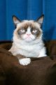 Grumpy Cat