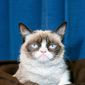 Grumpy Cat - poza 1