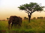 Paramount pregateste un film despre o aventura nebuna in Africa 