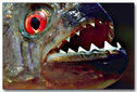 Articol Peştii carnivori se întorc! Pregatiţi-vă pentru Piranha 3D!