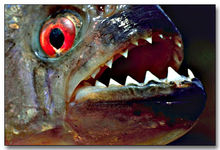 Peştii carnivori se întorc! Pregatiţi-vă pentru Piranha 3D!