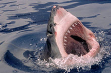 Shark Night - Rechinii vor ataca în 3D