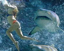 După Piranha 3D, vine Shark 3D