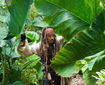 Imagini noi din Pirates of the Caribbean: On Strager Tides