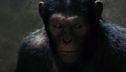 Articol Imagine cu maimuţele din Rise of the Planet of the Apes