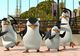 ﻿Pinguinii, staruri de cinema