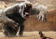 Taylor Kitsch se luptă cu o maimuţă-gigant în John Carter