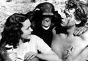Articol Cheetah, maimuţa din filmele cu Tarzan, moartă la 80 de ani?