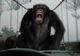 Sequel-ul lui Rise of the Planet of the Apes rămâne fără regizor?