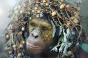 Articol Maimuţele din Dawn of the Planet of the Apes, cu haine