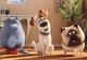 Animația Singuri acasă/The Secret Life of Pets, adorabilă