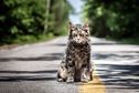 Articol A murit Leo, pisica vedetă din horror-ul Pet Sematary
