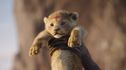 Articol The Lion King este „uimitor vizual”, arată primele reacții la live action-ul Disney