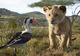 Disney nu a inclus The Lion King pe lista celor 32 de animații propuse în campania de promovare pentru Oscar