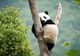 O prietenie ieșită din comun – Un panda pe nume Moon / Moon the Panda