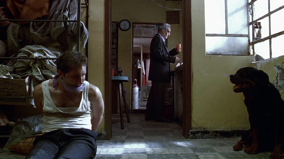 Amores perros