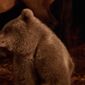 Foto 7 L'Ours