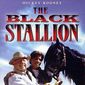 Poster 19 The Black Stallion