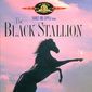 Poster 20 The Black Stallion