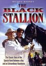 Film - The Black Stallion