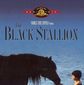Poster 17 The Black Stallion