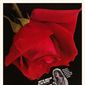 Poster 5 The Rose