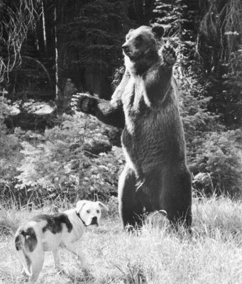 Homeward Bound: The Incredible Journey
