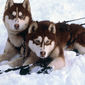 Snow Dogs/Câinii zăpezii