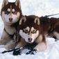 Foto 26 Snow Dogs