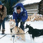 Snow Dogs/Câinii zăpezii