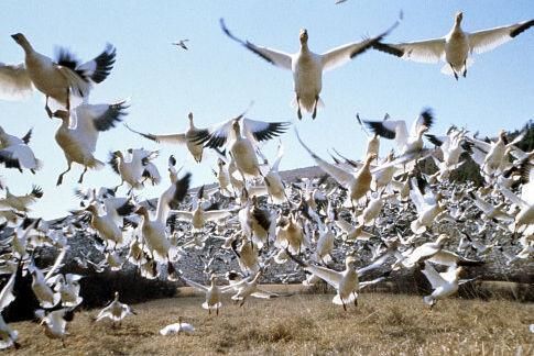 Le Peuple migrateur