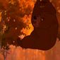 Foto 10 Brother Bear