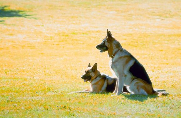 K-9: P.I.