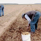 Les glaneurs et la glaneuse/The Gleaners & I